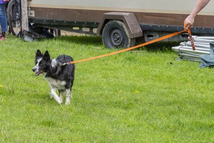 Wiślański Wygón Łowiec